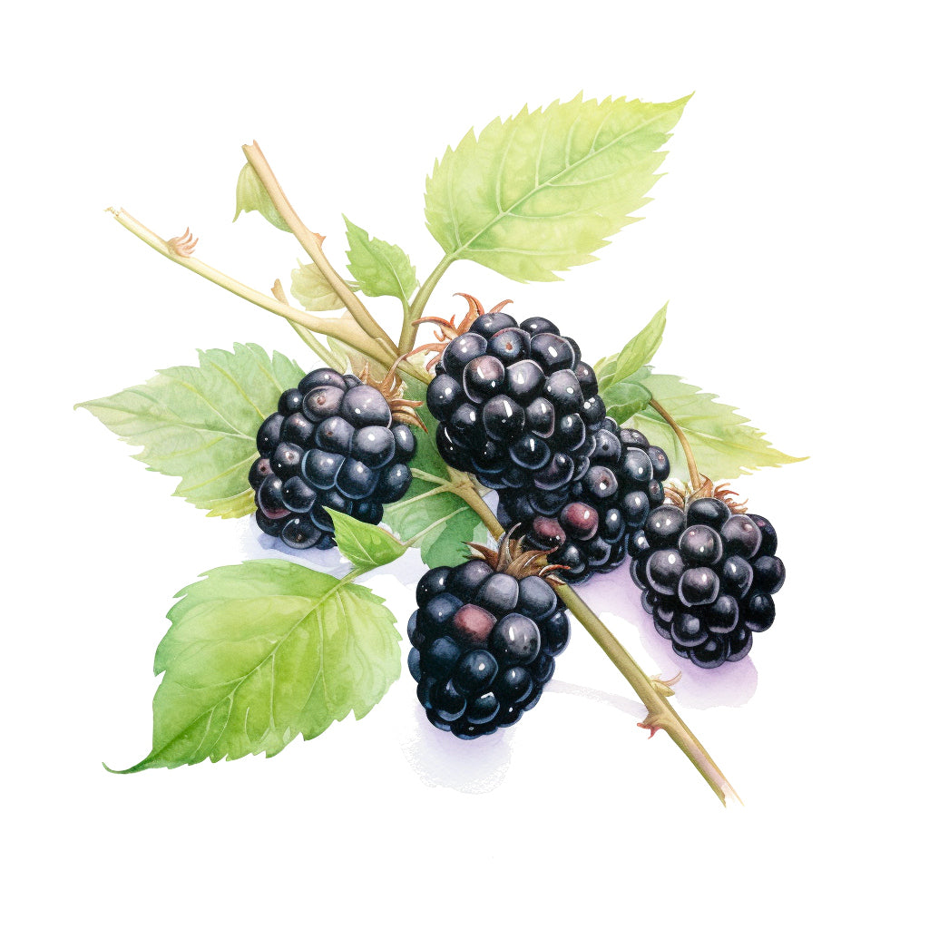 Sirop de mûres sauvages