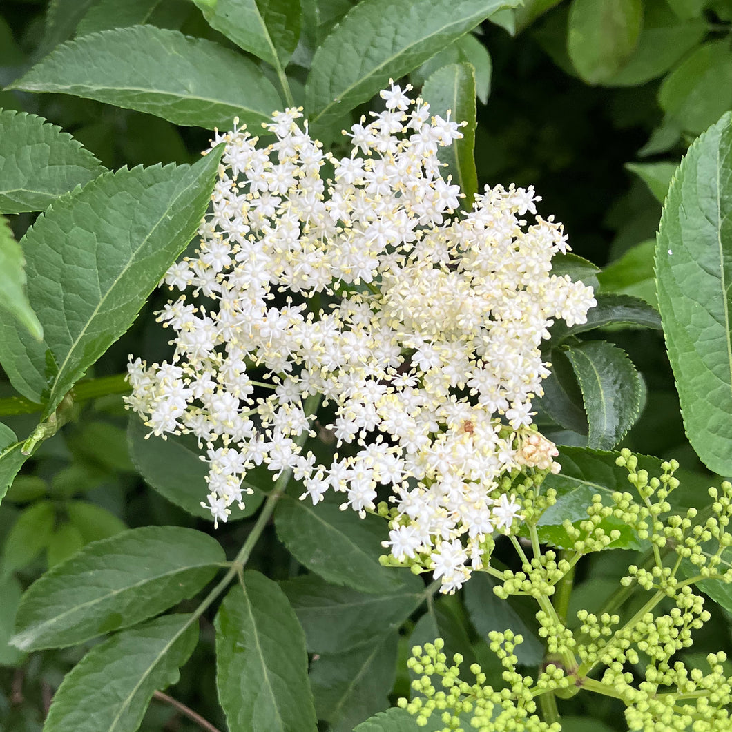 Fleurs séchées de sureau noir